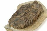 Rare, Calymenid (Pradoella) Trilobite - Jbel Kissane, Morocco #242424-5